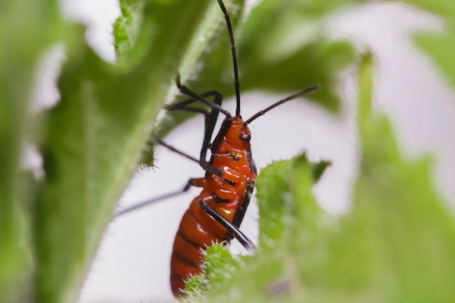 How to Protect Your Plants Against Aphids and Other Pests | Season Herbs