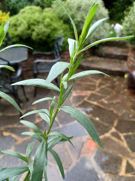 Tarragon Growing Outside, How to Prune | Season Herbs