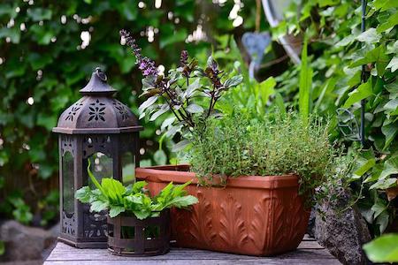 Thyme Growing in Garden | Season Herbs