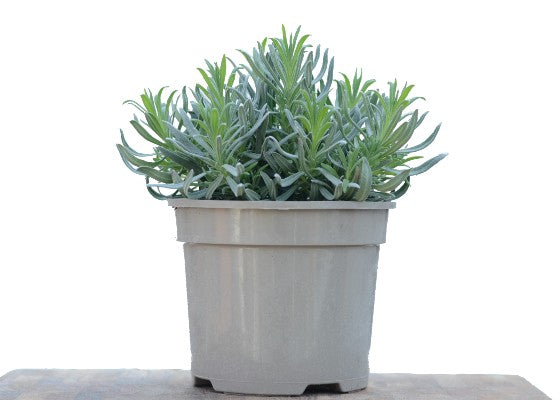 Lavender Grosso Buy Online, Lavandula Grosso | Season Herbs