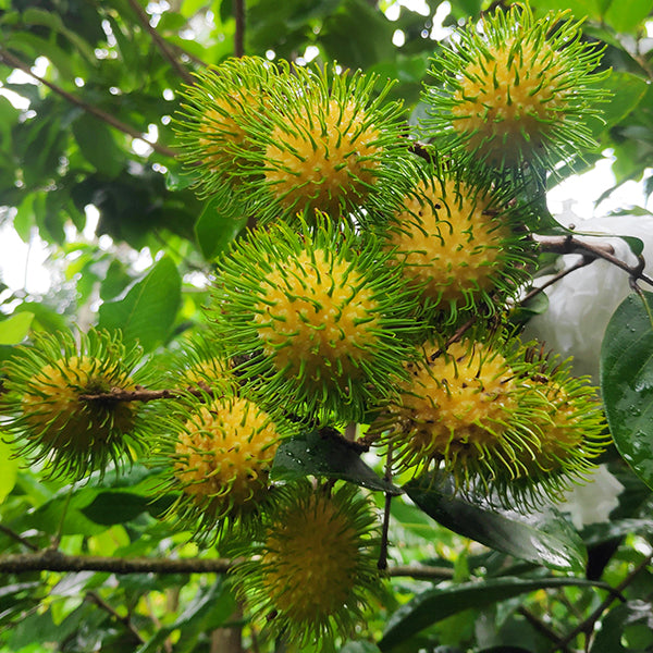 ~Sausage Tree~ Kigelia Africana Rare Tropical Tree Live Sml Potd Plant