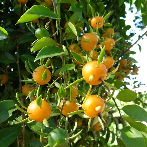 Lemon (Citrus Lemon) Live Plant