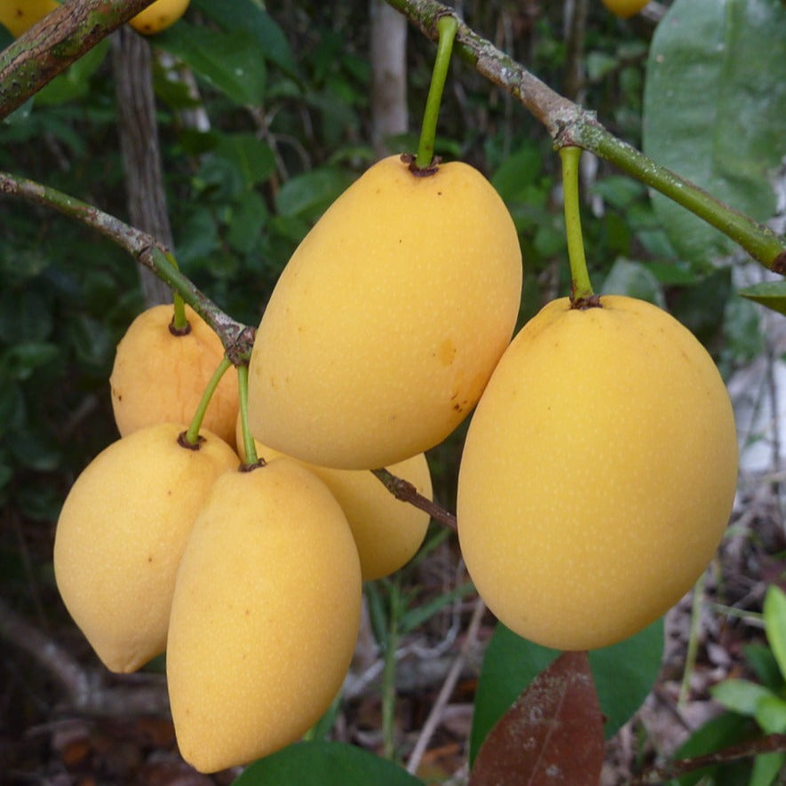 Flora e Funga do Brasil - Garcinia macrophylla Mart.