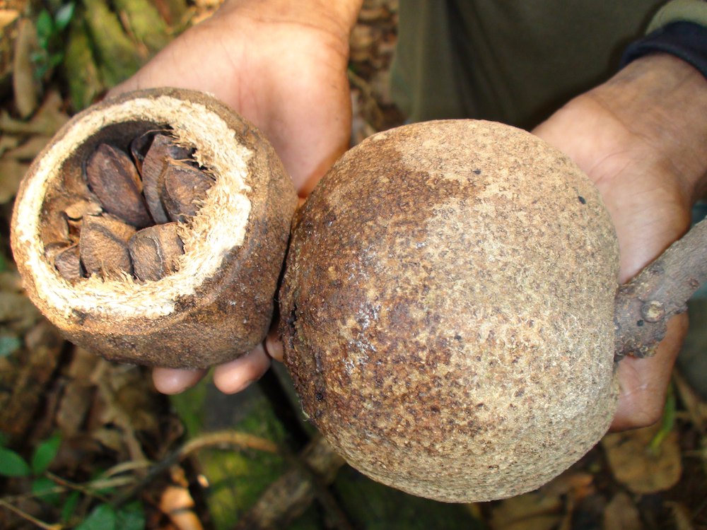 Brazil Nut Live Plants Bertholletia Excelsa – Veliyathgardens