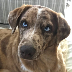 Camo the Catahoula Leopard Dog rescue pup