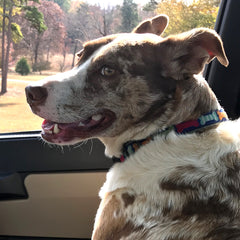 Rescue dog Buddy riding in the front seat!