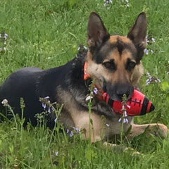 Buzzy Buzz, the Rescue German Shepherd