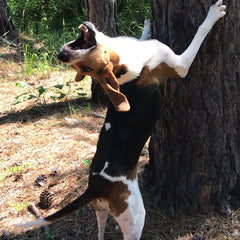 Huck the rescued Treeing Walker Coonhound