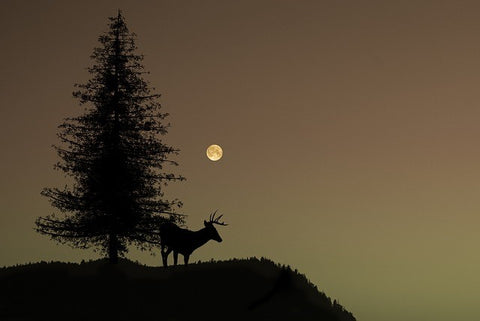 Moon Stag Tree Hilltop