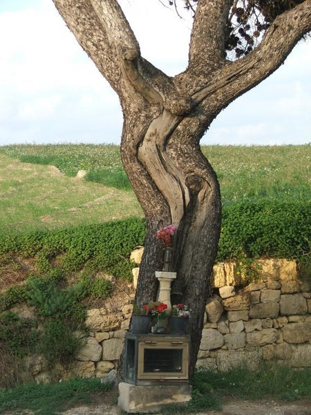 World Tree Jesus Tree (Malta)