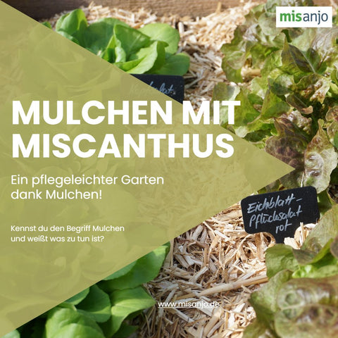 Mulchen mit Miscanthus
