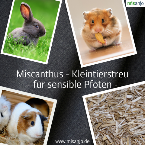 Miscantus - Kleintiereintstreu für sensible Pfoten