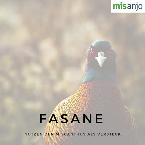 Fasane