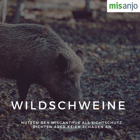 Wildschweine