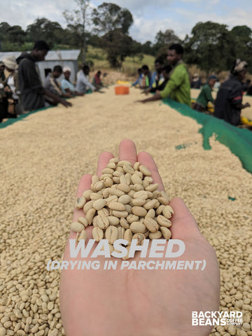 Image of washed coffee.