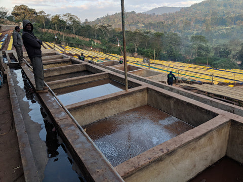 Early morning at Adola mill in Guji, Ethiopia overlooking the fermentation tanks and the raised beds with yellow plastic covering the beans from the dew.