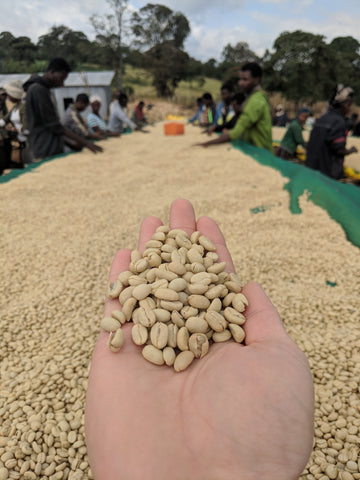 "Parchment" being turned and sorted by hand at Anasora mill in Guji, Ethiopia.