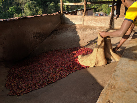 Cherries being received and funneled down to the de-pulper at Shimekt Daba's farm to be prepared as washed coffees.