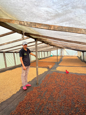 Washed and Honey coffees drying