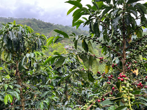 Coffee farm.