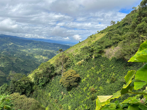 Steep hills at Finca El Paraiso.