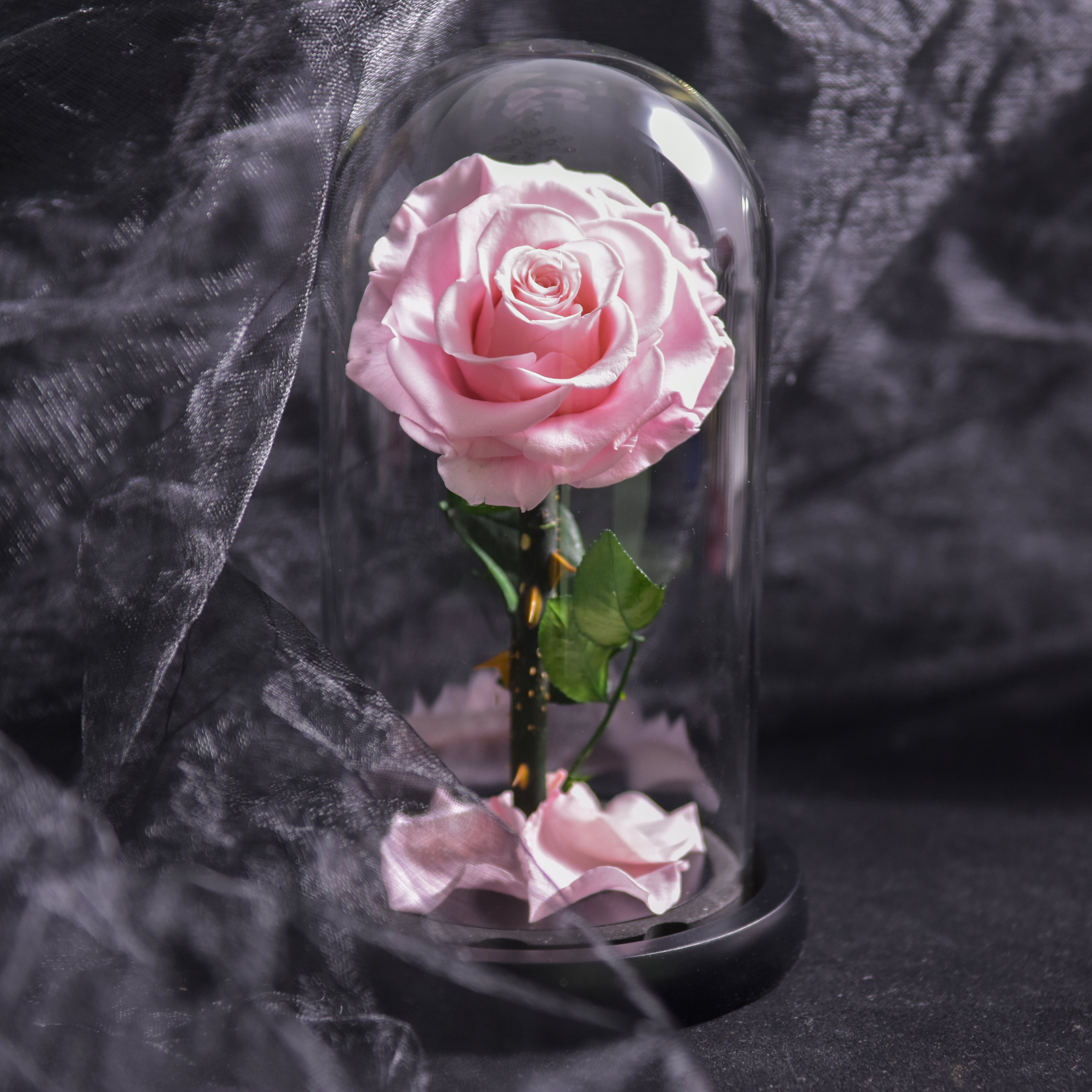 Product Image for Forever Rose – Immerwährende Rose in Glaskuppel, 3 Tage Lieferzeit – Rosa, Rosa