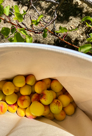 Certified Organic Stone Fruit Adelaide