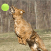 24Cm Big Giant Pet Dog Puppy Tennis Ball Thrower Chucker Launcher Pet Toys