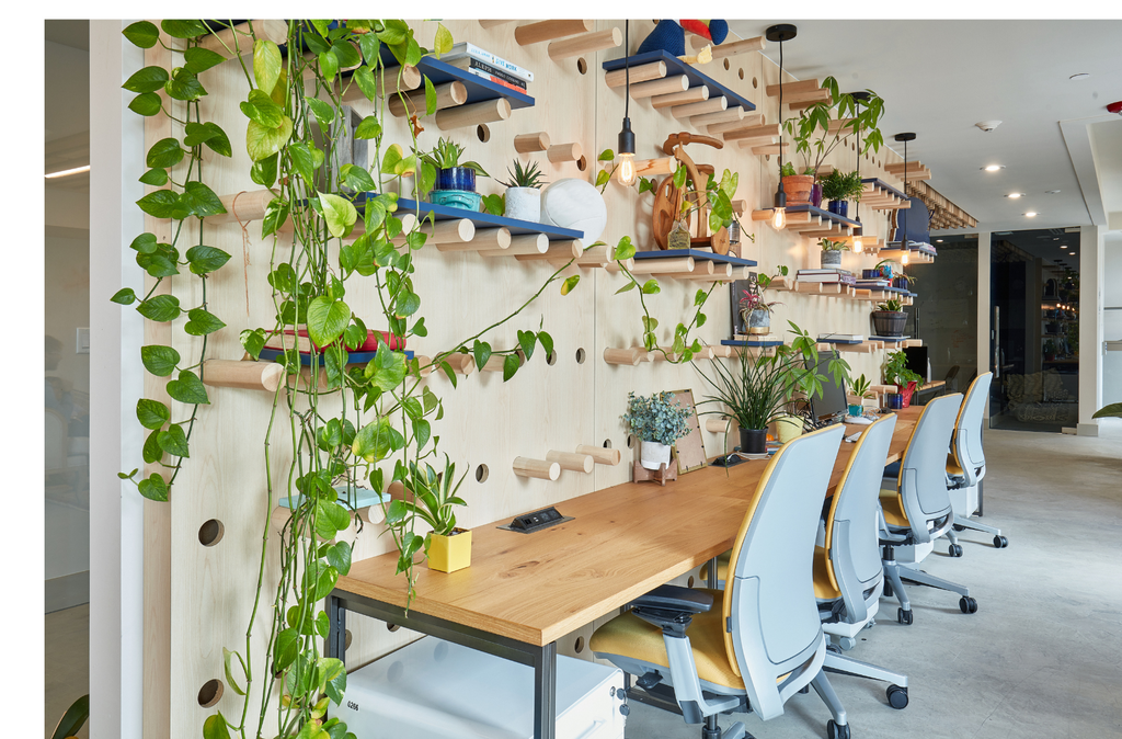 Office space with hanging houseplants