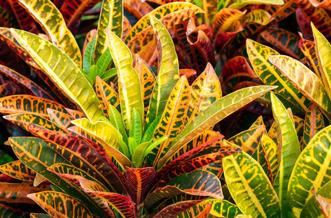 Codiaeum variegatum, called good Philippine eyesight or croton, is a species of plant in the genus Codiaeum. It is an evergreen shrub that grows up to 3 meters tall and has large yellow and red leaves