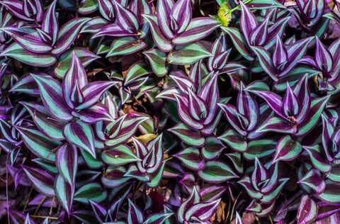 Tradescantia leaves which are purple and green.