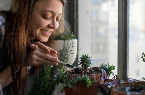 Woman propagating cacti and caring for her houseplants.