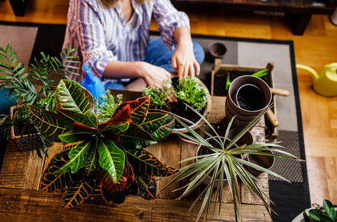 Repotting a plant on a table.