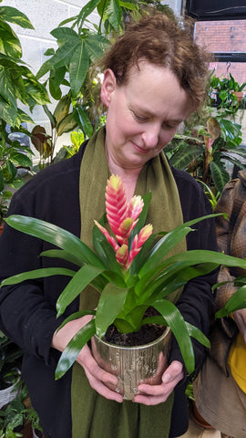 Roisin from The Green East holding a Vriesea flaming sword houseplant.