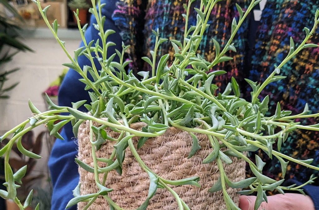 Woman holding a woven basket with string of dolphins trailing succulent