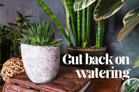 Image of a succulent plant on a book. Adjust watering. Houseplant care tips in autumn.