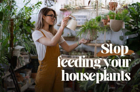 Autumn houseplant care tips. Stop feeding in autumn. Woman watering a hanging houseplant.