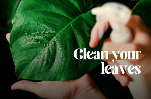Autumn houseplant care tips. Cleaning leaves.
