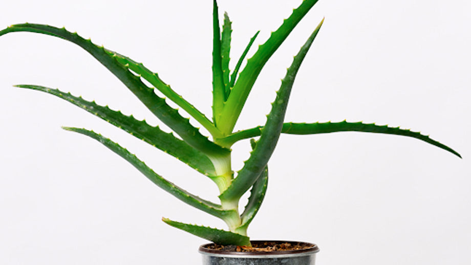 Aloe vera plant