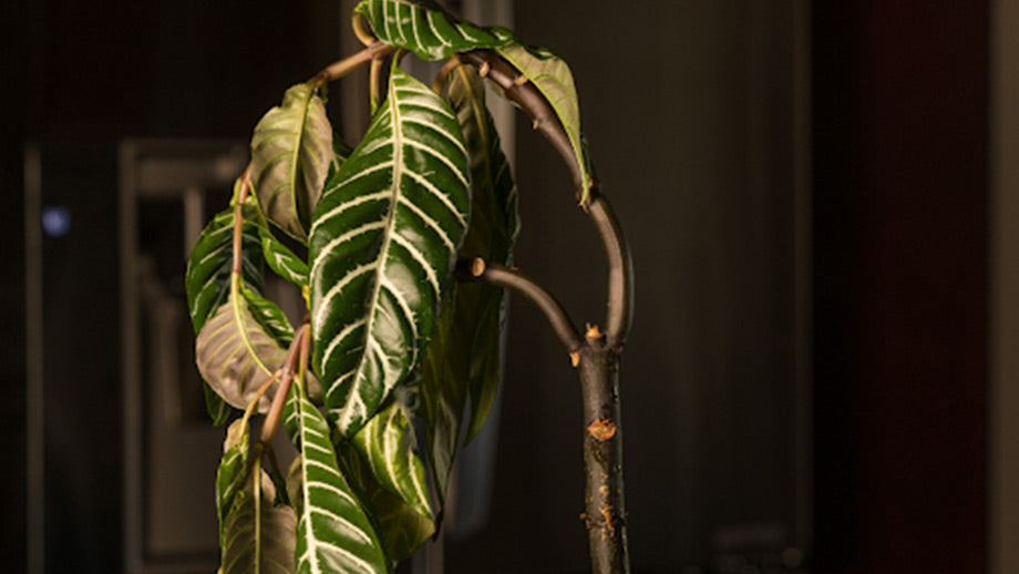 Plant leaves curling over