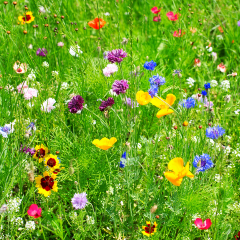 Wild Flower Meadow