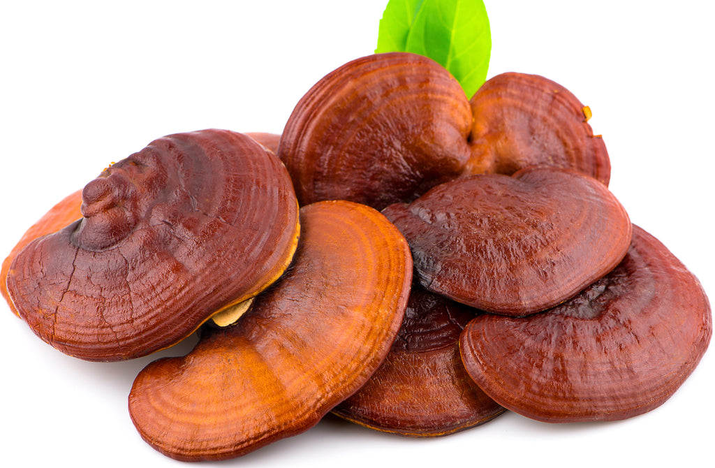 Functional Adaptogenic Mushrooms - Reishi Mushrooms with Troomy Nootropics in Whittier, CA