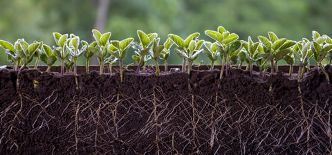 Tea Seed Meal used to improve soil structure and promote healthy plant growth