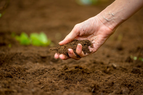 Applying Tea Seed Meal to improve soil fertility and plant growth