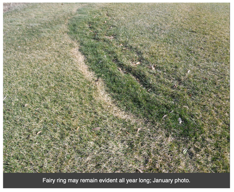 fairy ring january winter example seasonal photo