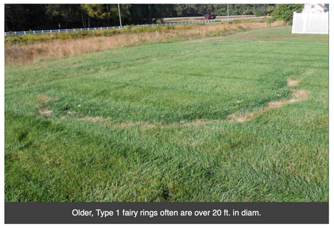 fairy ring diameter measurement photo grass lawn