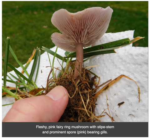 fairy ring mushroom sample example weed tree
