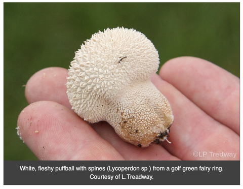fairy ring mushroom puffball example sample
