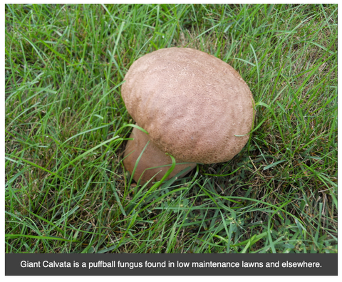 giant calvata mushroom fairy rings weed
