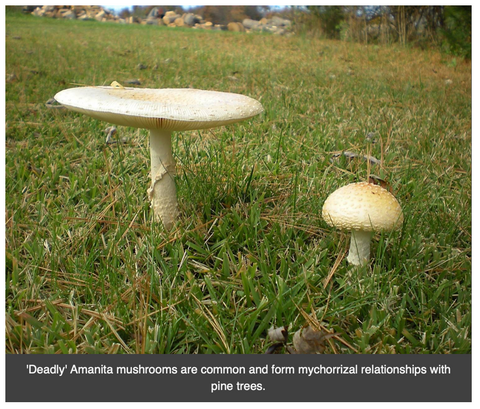 deadly amanita mushroom fairy ring weed growth